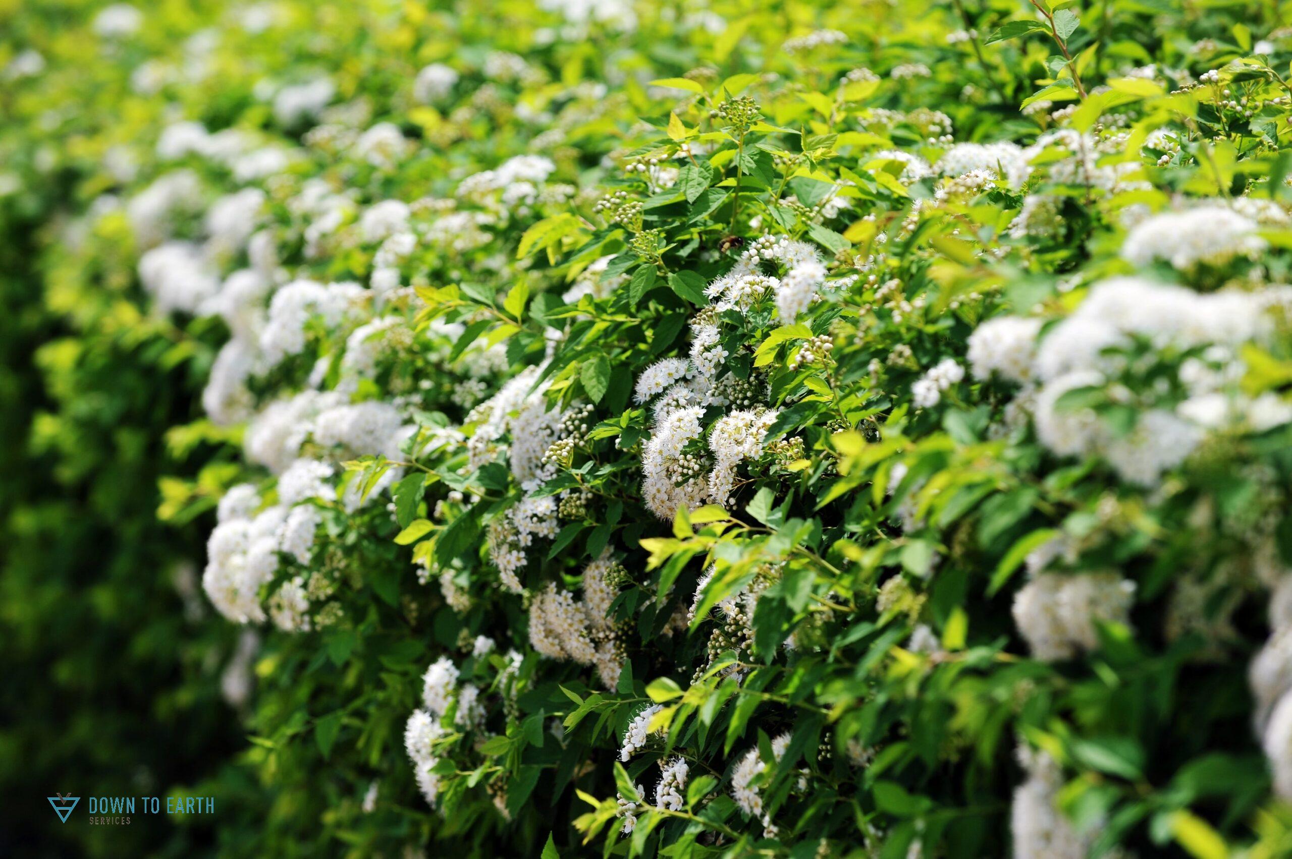 best native shrubs to plant White Meadowsweet